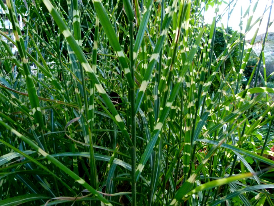 Miscanthus sinensis 'Zebrinus'-Jardin des Plantes de Paris