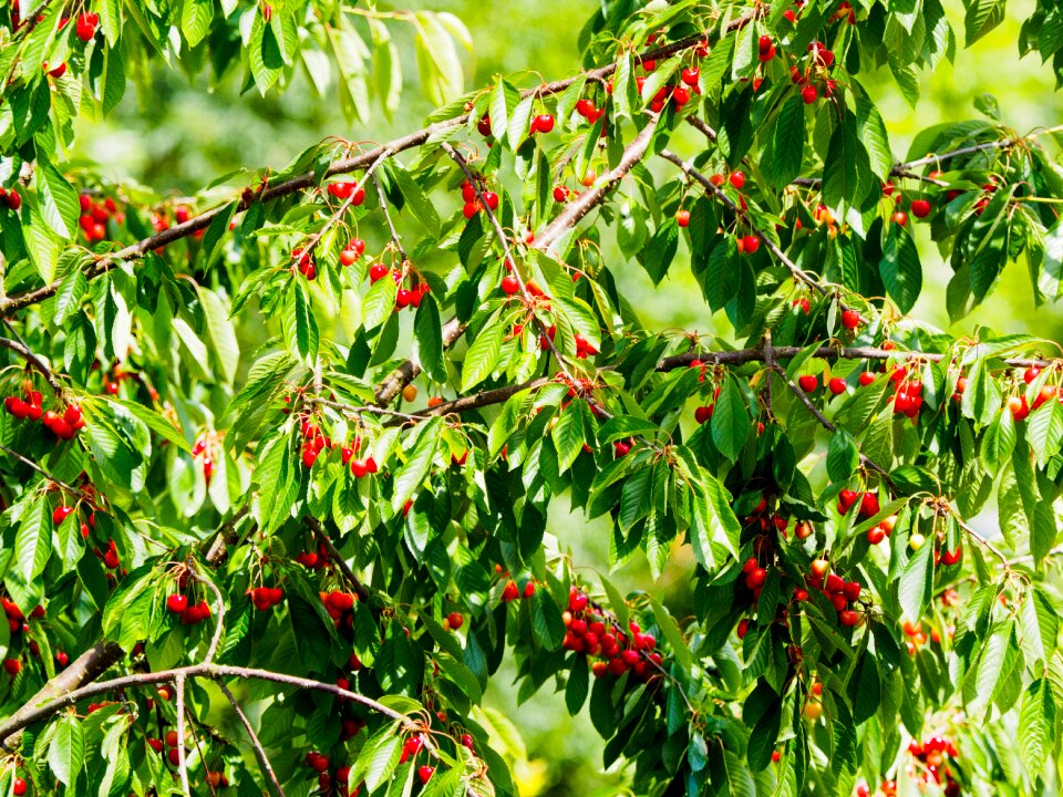 Fruit nature fruits