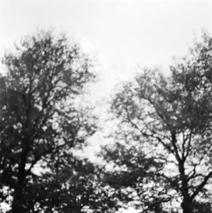 Mislukte foto. Boomtoppen, Bestanddeelnr 900-8901