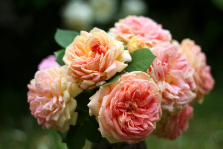 Blossom bloom bouquet of roses
