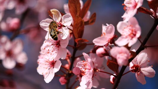 Insect animal nature