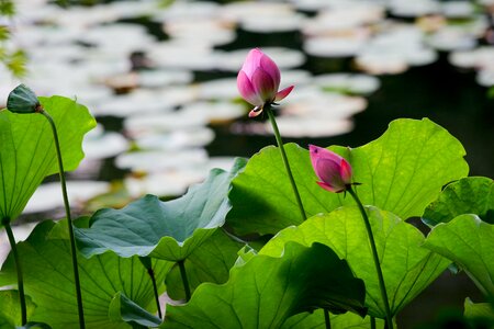 Water flower aquatic plant zen pool
