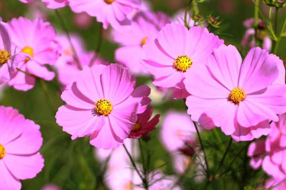 Flower garden nature colorful