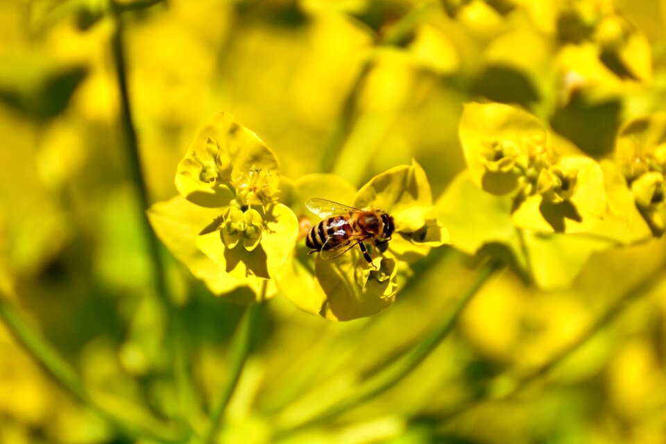 Bee insect nature