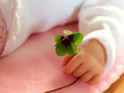 Shamrocks clover klee photo