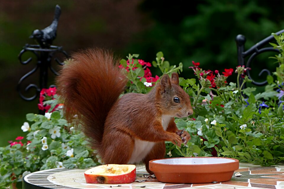 Sciurus vulgaris major foraging apple