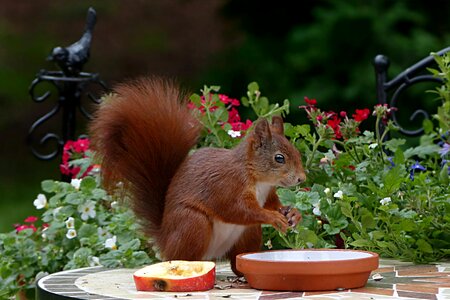Sciurus vulgaris major foraging apple
