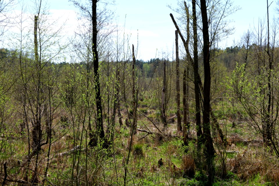Mittelleber 2021-05-09 40