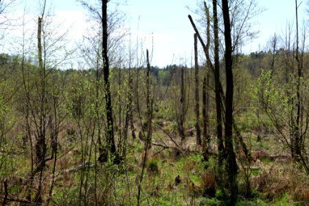 Mittelleber 2021-05-09 40