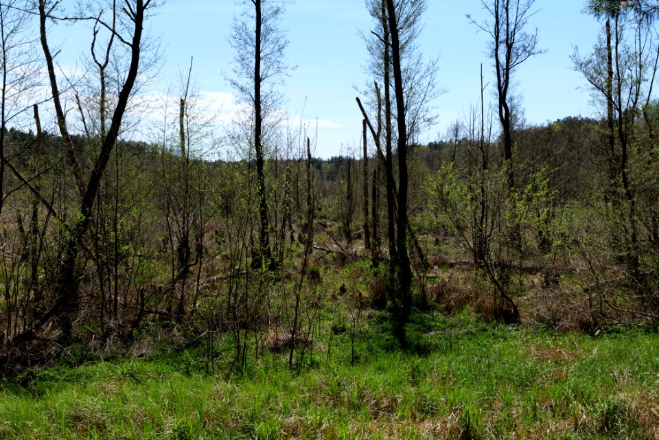 Mittelleber 2021-05-09 41