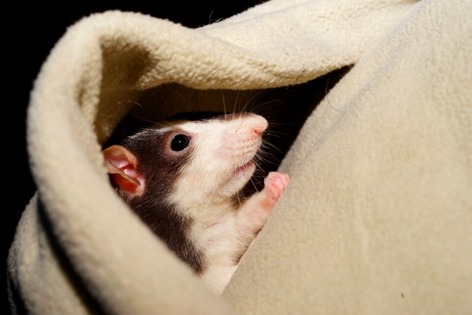 Kaputze head color rat