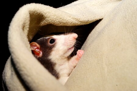Kaputze head color rat