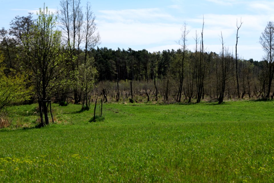Mittelleber 2021-05-09 31