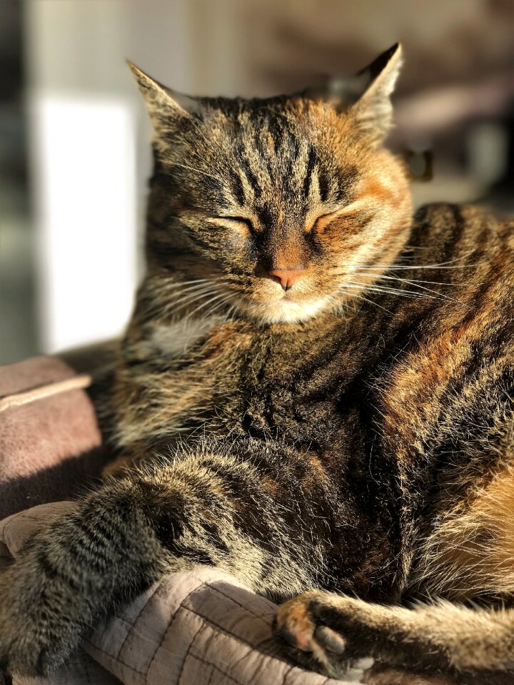 Domestic cat cat's eyes pet