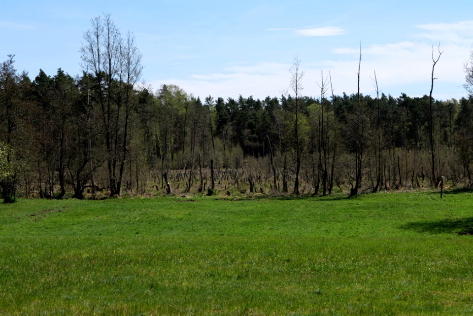 Mittelleber 2021-05-09 21