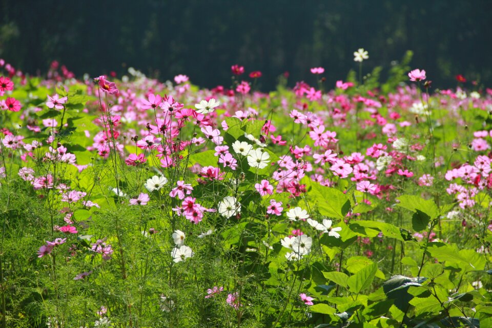 Garden the pink flowers cosmos