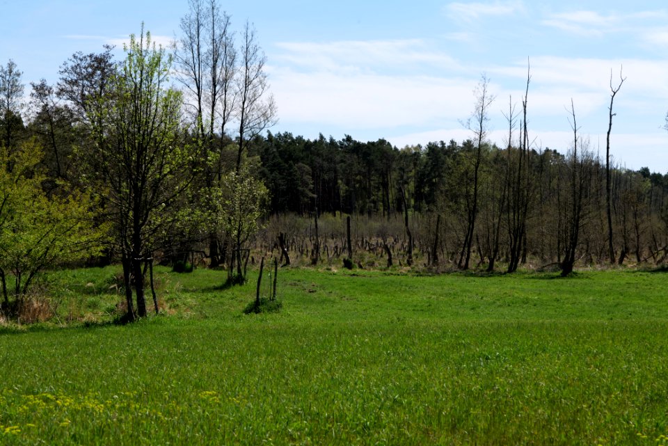 Mittelleber 2021-05-09 29