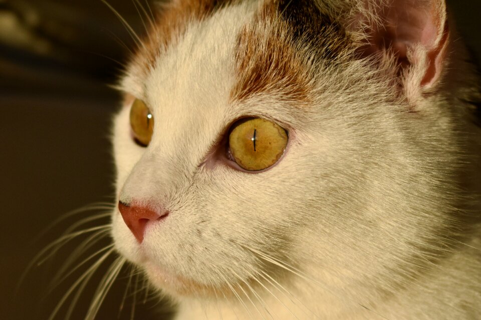 Creature pet white cat