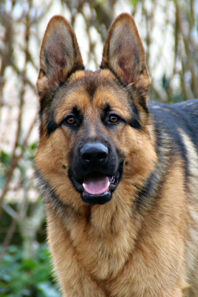 German shepherd dog portrait