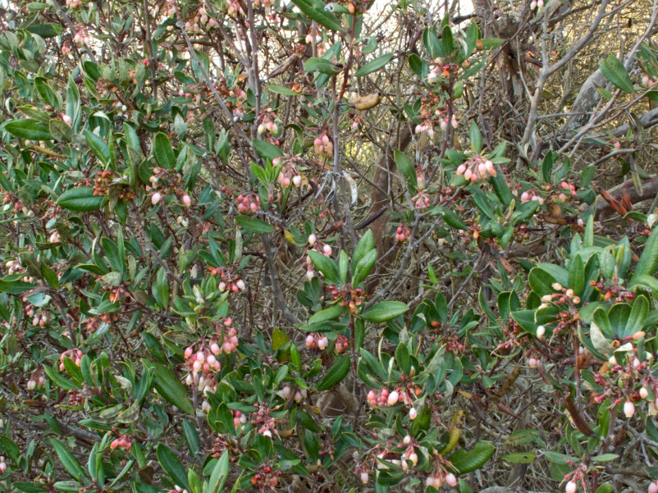 Mission manzanita, Torrey Pines State Reserve