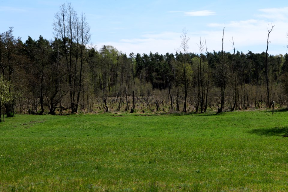 Mittelleber 2021-05-09 20