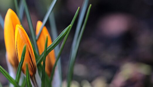 Yellow flower plant
