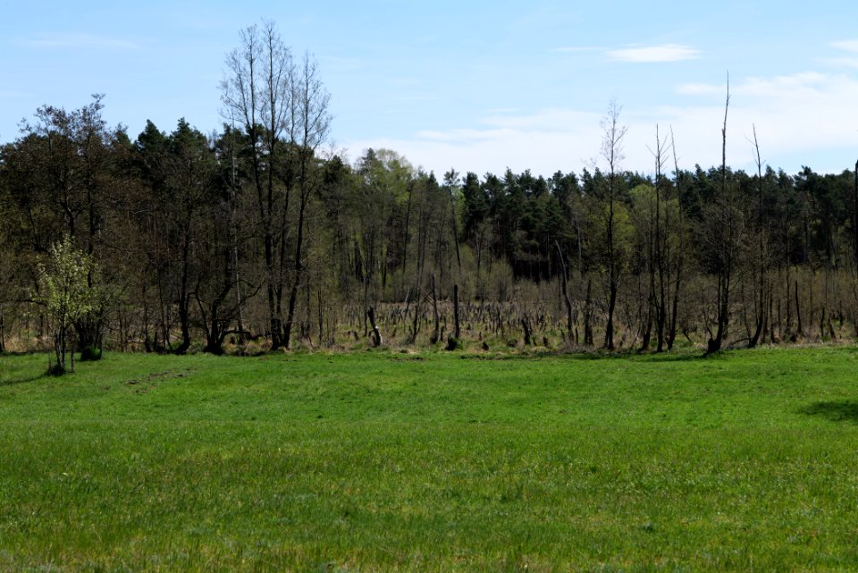 Mittelleber 2021-05-09 22