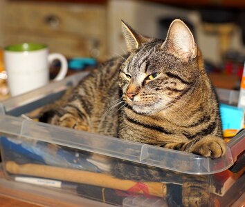 Domestic cat cat face portrait photo