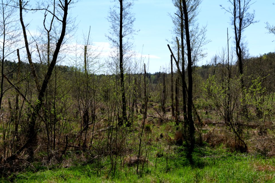 Mittelleber 2021-05-09 39