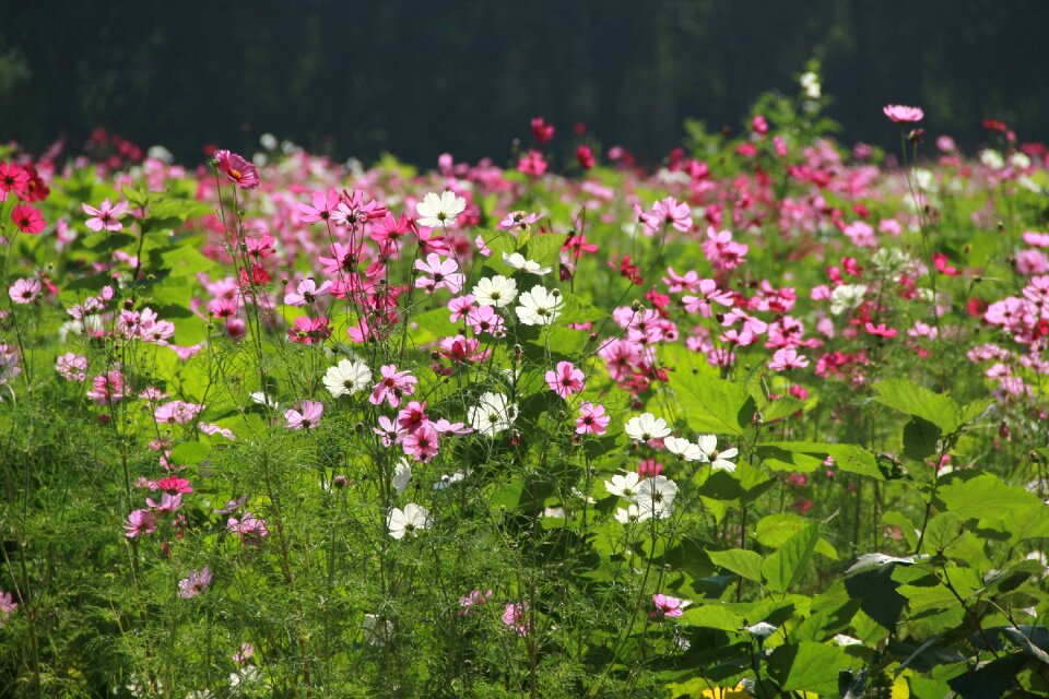 Garden the pink flowers cosmos