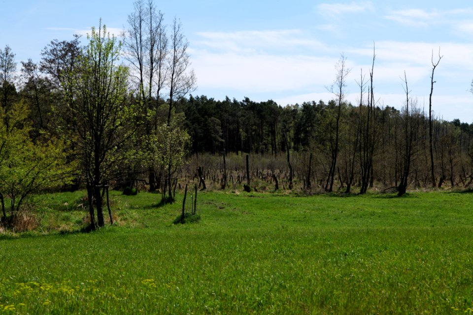 Mittelleber 2021-05-09 28