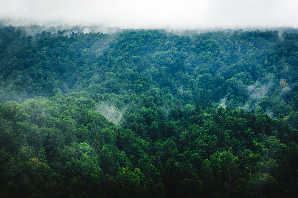 Misty Forest (227339925)
