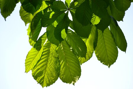 Spring leaves green