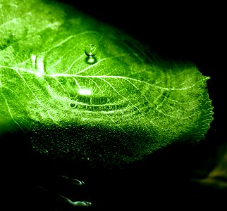 Mm61a 1405 Dead Leaf (73499955)