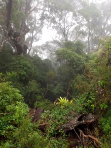 Mist and rainforest at lookout along Old School Road, Springbrook, Queensland