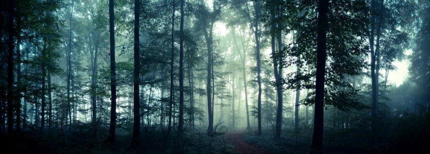 Misty Morning I Posted This On Reddit (155561999)