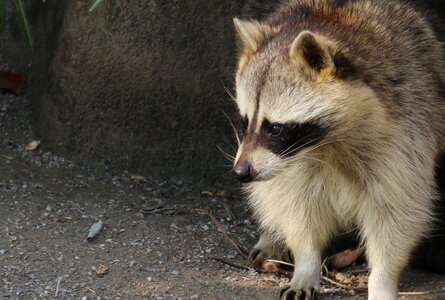 Coon animal zoo photo