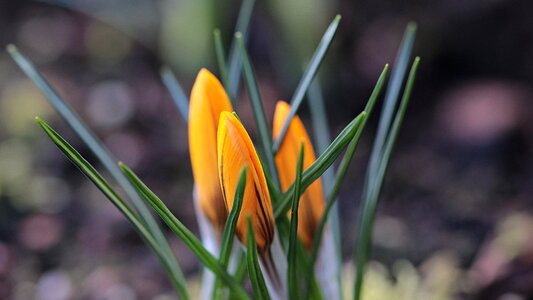 Yellow flower plant