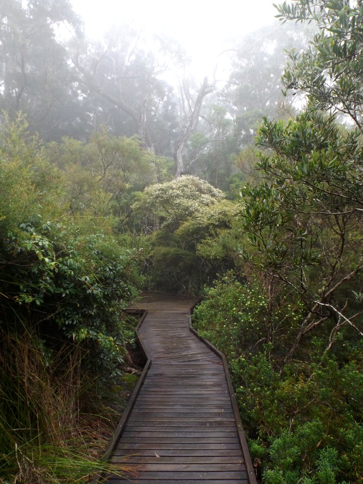 Mist along boardwalk on Old School Road, Springbrook, Queensland