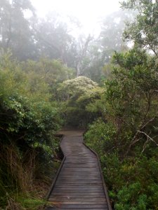 Mist along boardwalk on Old School Road, Springbrook, Queensland