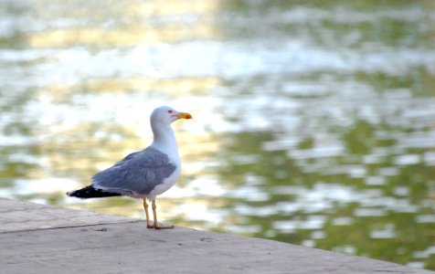 Mm00a 1606 Tev H2o Anm Bird Seagull D3200 (197864181)