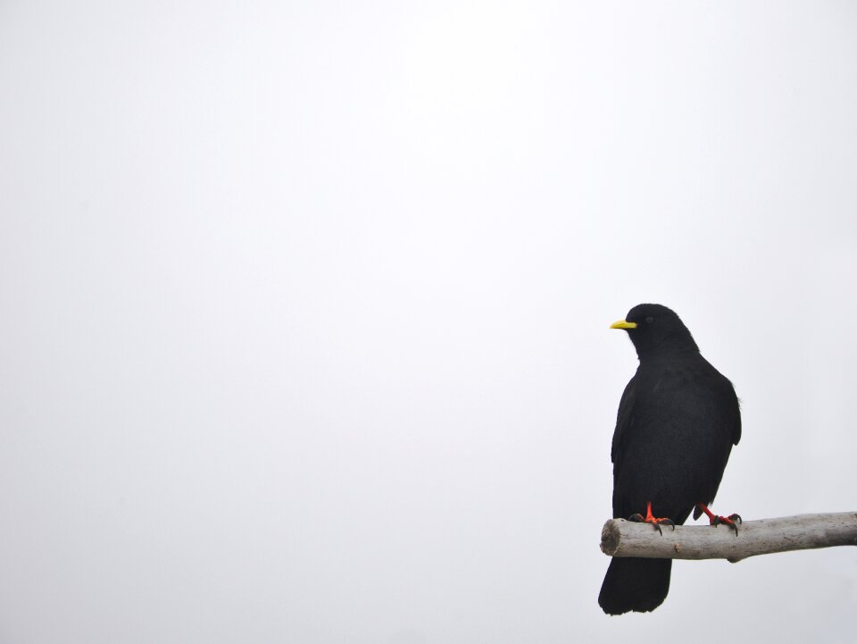 Wildlife jackdaw nature