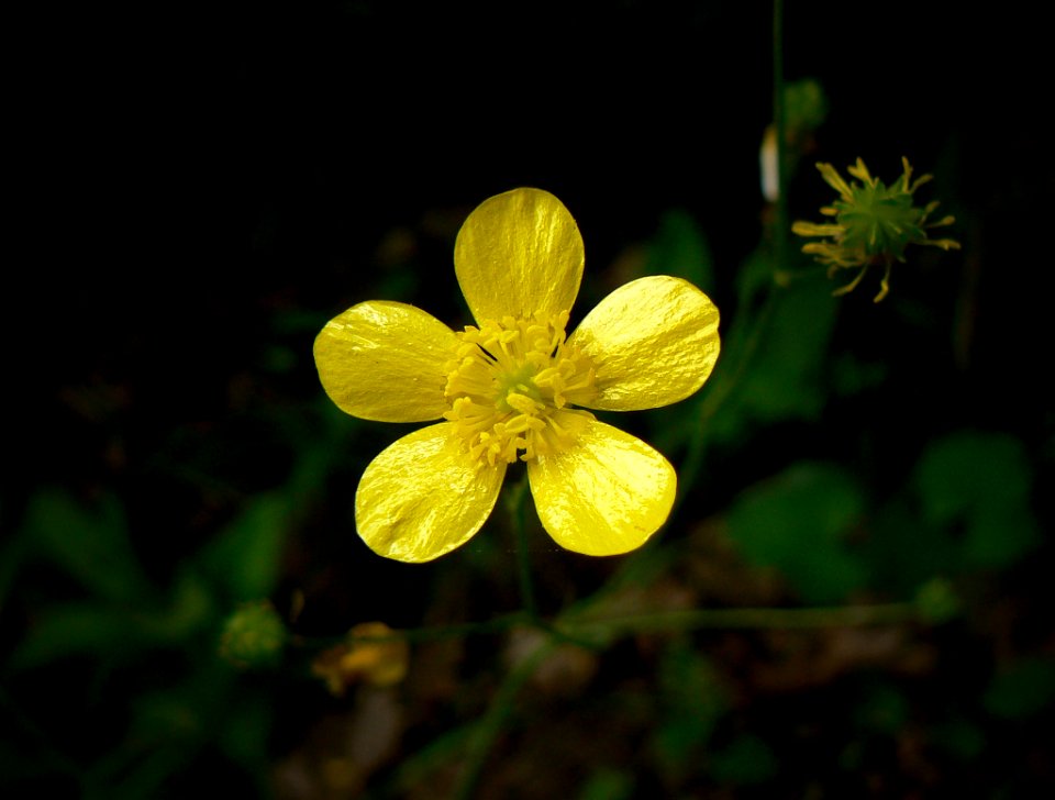 Mm00a 1404 Yellow Flower (73494841)