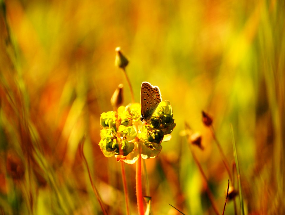 Mm00a 1404 Bokehfly (73496241)