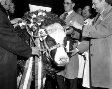 Miss Rund Verkiezingen in Den Bosch de tweeenhalf jaar oude vaars Mies, Bestanddeelnr 918-9840