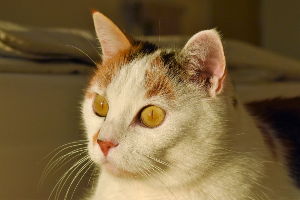 Creature pet white cat