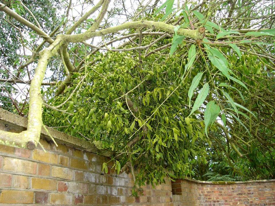 Mistletoe Myddelton House Gardens Enfield