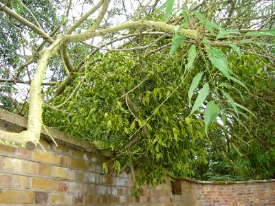 Mistletoe Myddelton House Gardens Enfield