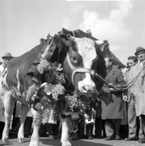 Miss Rund 1962 op abattoir in Amsterdam, Bestanddeelnr 913-7630