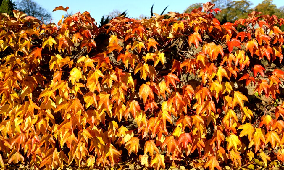 Golden autumn leaf virginia creeper